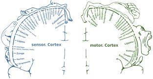 homunculus sensory and motor cortex