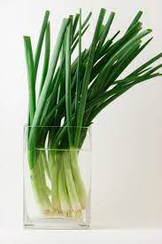Can You Regrow Green Onions In Water