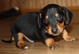 Come play with our dachshund puppies. Dachshund Puppies For Sale In Wichita Ks Petsidi