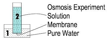 There's a lot of water inside of the egg, but a. Forward Osmosis Dr Osmosis