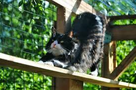 Find outdoor cat enclosures for sale. The Best Outdoor Cat Houses Of 2021 Pet Life Today