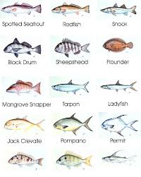 Saltwater Fishing Chart Fish Species Fish Chart