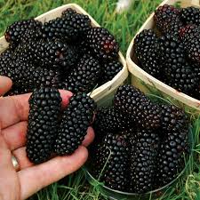 This type needs to be supported by a trellis, fence, or arbor to keep it up and off the ground. Blackberry Plant Karaka Black Suttons