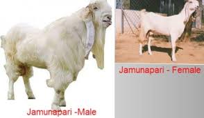 Indian Goat Breeds Information Guide Agri Farming