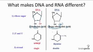 How Are Rna And Dna Different Socratic
