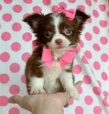 tiny teacup chihuahua puppy stunning