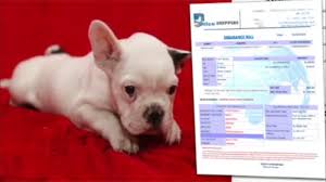 We are breeders of french bulldog puppies and english bulldog puppies in the town of port jefferson station, ny in long island. Buyer Beware Online Puppy Sales Scam 6abc Philadelphia