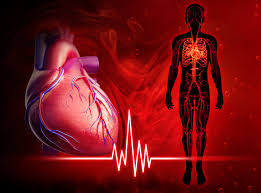 20 interesting facts about the human heart