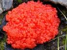 Resultado de imagem para red raspberry slime mould