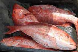 It has a red color, and it grows to become larger than the black sea bream. Federal For Hire Red Snapper Fishing Begins June 1 Outdoor Alabama