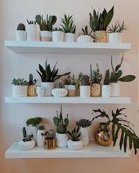 indoor plants indoor plants decoration