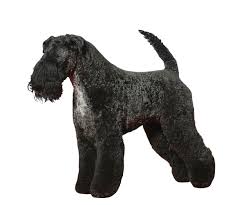 Scottish terrierfemale, 49 weeksfresno / madera, california. Kerry Blue Terrier All About This Breed Dogsplanet Com