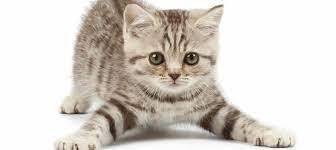 15 coisas que você precisa saber sobre gatos - Animal Clinic