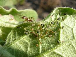 ants farming aphids what to do about