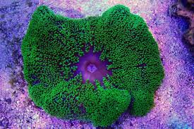 green carpet anemone stictyla