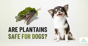 The Secrets Of Plantain For Dogs Dogs