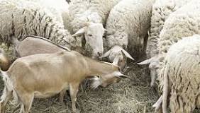 why-farmers-separate-sheep-from-goats
