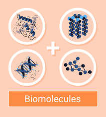 biomolecules types and functions