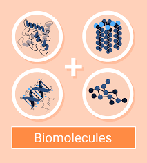 structure and functions of proteins