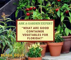 good container vegetables for florida