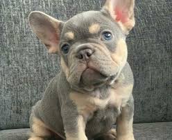 French bulldog breeder is located in richmond, virginia and we can also organize interstate domestic shipping. Akc French Bulldog Puppies For Sale