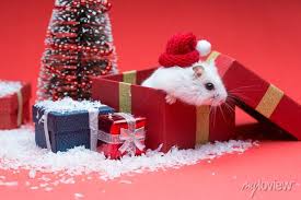 cute christmas hamster inside gift box