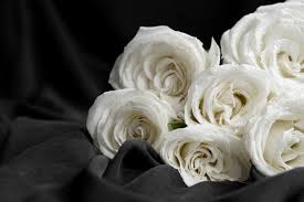 white rose black background images
