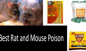 best rat mouse poison most