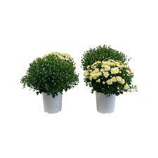 Home depot garden flowers megrin. Pure Beauty Farms 2 5 Qt Mum Chrysanthemum Plant White Flowers In 6 33 In Grower S Pot 4 Plants Dc1gmumwhi4 The Home Depot