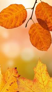 autumn leaves wallpaper iphone