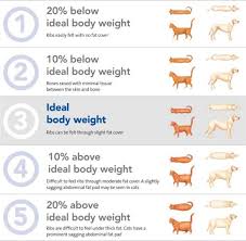 Weight Body Condition Score Flinders View Vet Surgery Qld