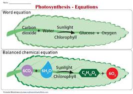 photosynthesis equations chart