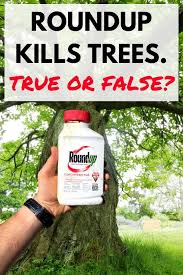 How long after symptoms occur are you still contagious? Will Roundup Kill A Tree Backyardables