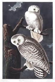 john james audubon snowy owl nasher
