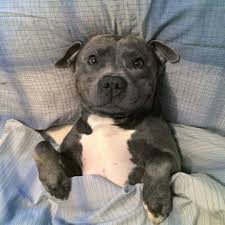 It is not recognized by the american kennel club, but it is recognized by the. Ramsey The Adorable Smiling Blue Staffy