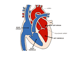 Learn more about the types and treatments for different cardiovascular diseases. Heart And Circulatory System