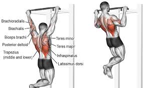6 back workouts best exercises for