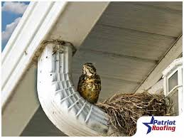 How To Keep Birds Out Of Your Gutters
