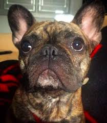 In the nineteenth century, the bulldog was fairly popular in england, especially around nottingham. French Bulldog Rehoming