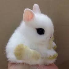 Koop en verkoop dieren en toebehoren tegen een antrekkelijke prijs! Afbeeldingsresultaat Voor Schattige Dieren Cutest Bunny Ever Baby Animals Funny Cute Baby Bunnies