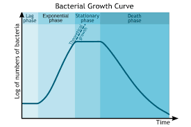 Phases Of The Bacterial Growth Curve