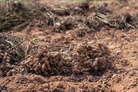 grow peanuts groundnut