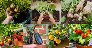 Grow In A Small Space Container Garden