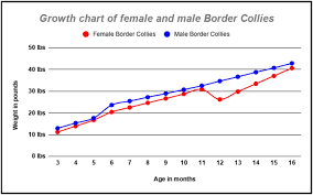 border collie s weight and growth chart