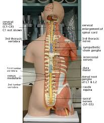 Labeled human torso models feature clear views of the vertebrae 22 unlabeled torso model muscles. Torsonerves Jpg 1152 1363 Anatomy Models Nervous System Anatomy Body Anatomy
