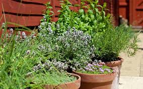 How To Plant A Herb Garden In Pots