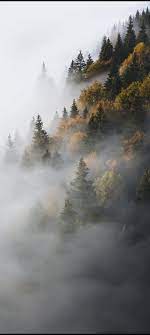 foggy forest autumn nature fog hd
