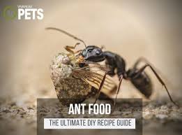 the ultimate diy ant food recipe