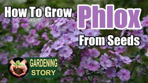 grow phlox from seeds gardening story