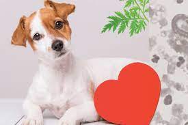 using herbs to treat heartworm in a dog